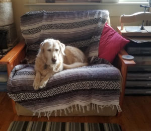 Zeke on the studio futon