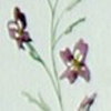 thumbnail: violet flowers border